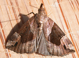 Flowing-line Snout
